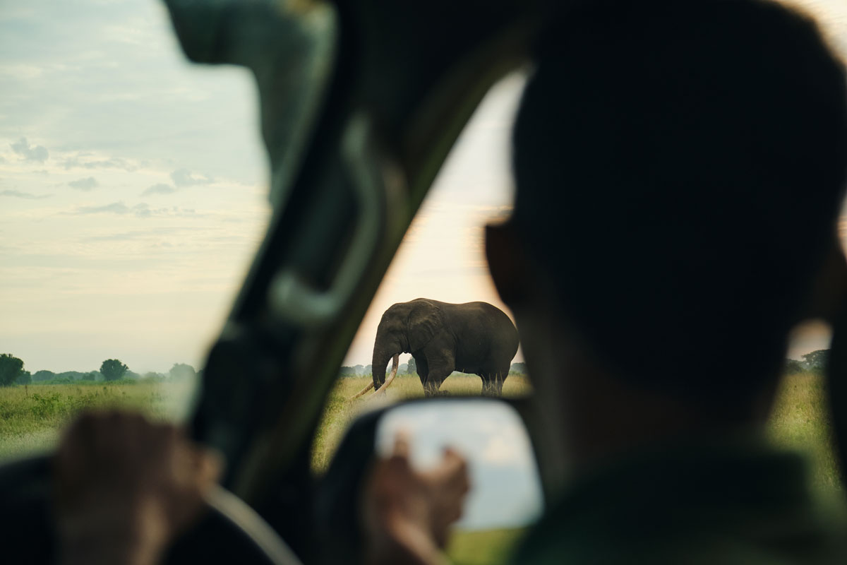 Guided Photography and game drives with Dr Alexander Braczkowski