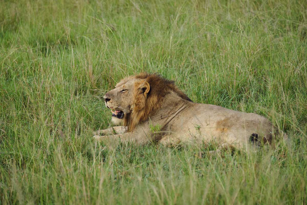 Game drives in Murchison Falls