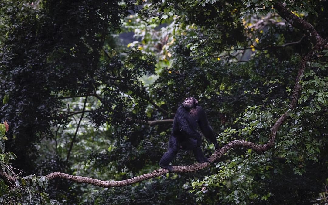 Chimpanzee Trekking in Kyambura Gorge