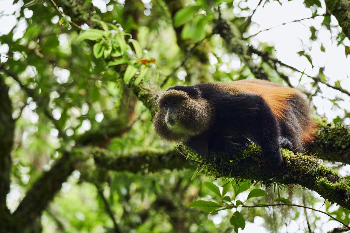 Golden Monkey Tracking