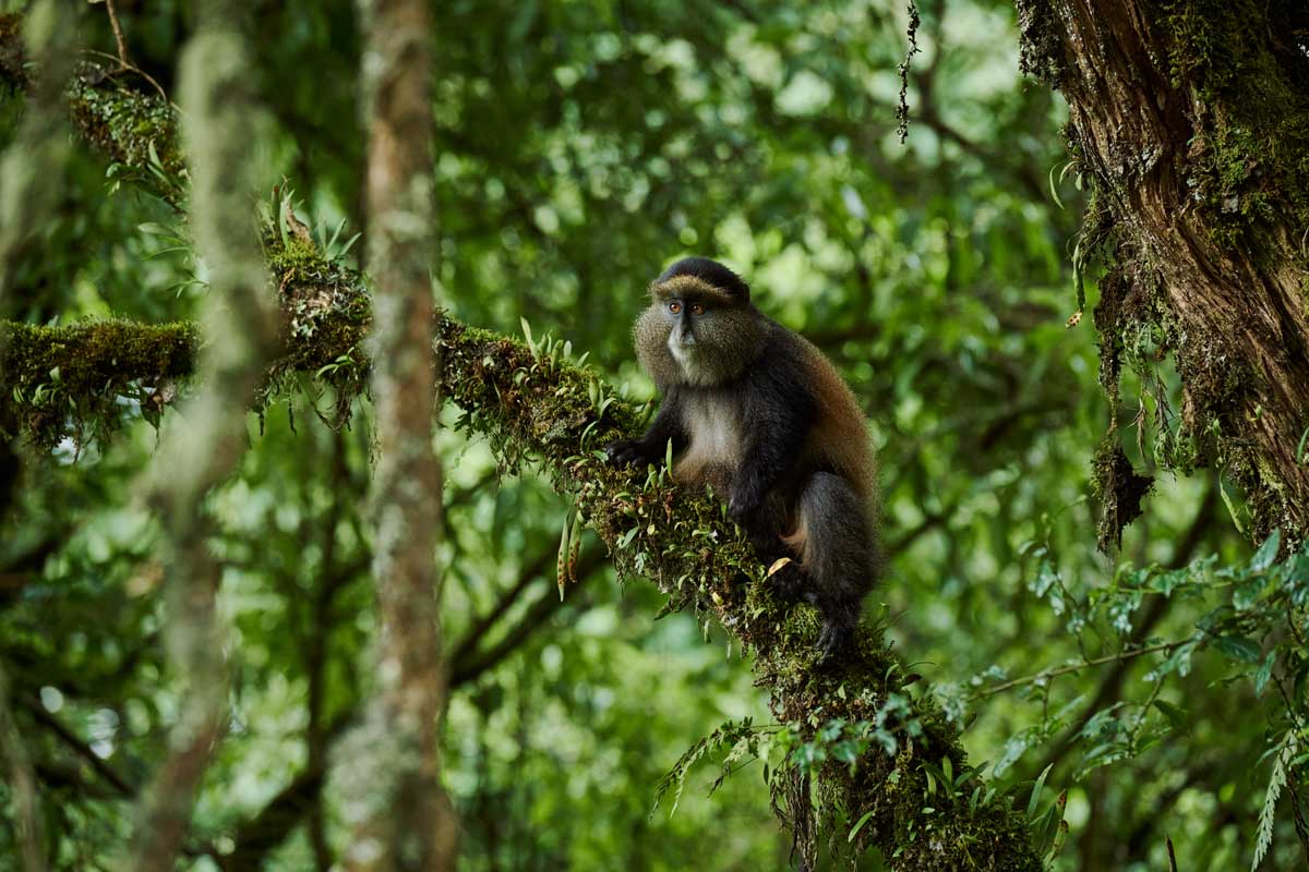 Track the rare Golden Monkey at Mount Gahinga Lodge