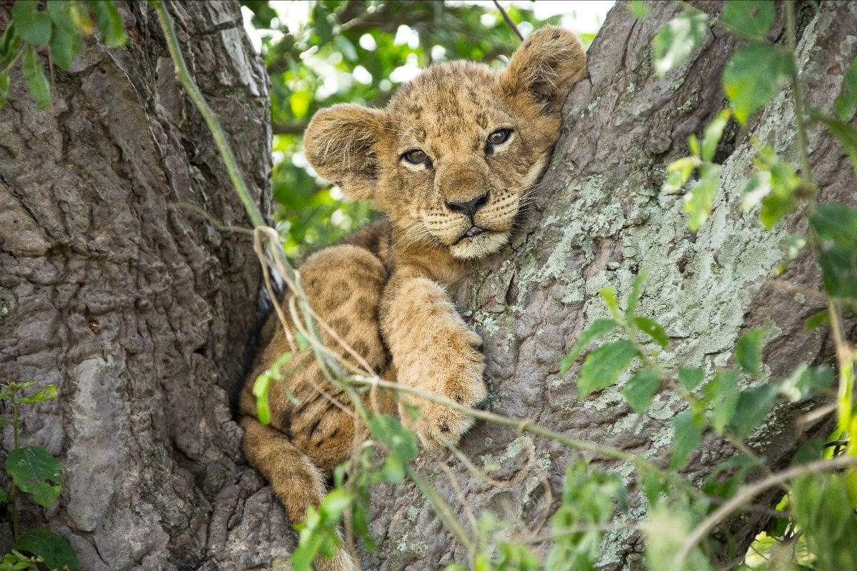 Lion Monitoring in Queen Elizabeth