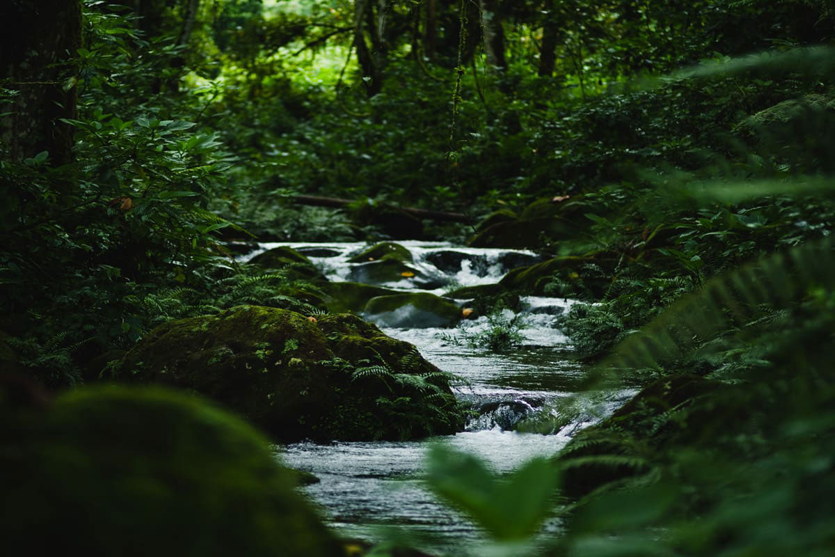 Waterfall Walk