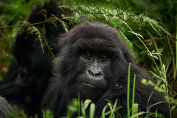 Visit the Ellen DeGeneres Campus of the Dian Fossey Gorilla Fund