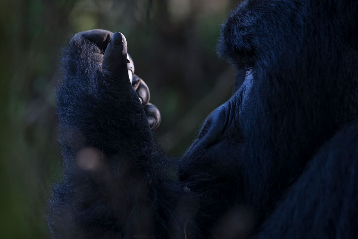 Bwindi Impenetrable Forest National Park in Uganda