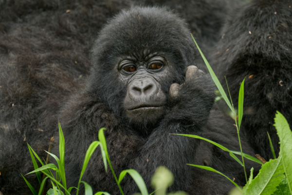 7-night Dian Fossey Gorilla Safari