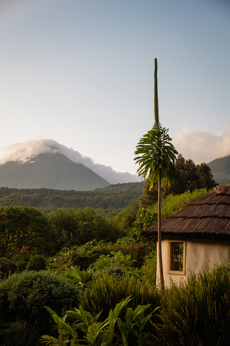 Volcanoes Safaris featured in Thrillist Magazine