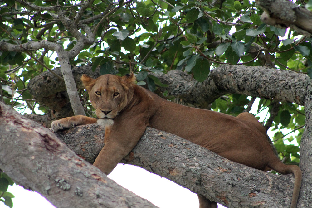 Activities - Tree-Climbing Lions