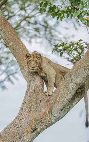 Tree Climbing Lion.
