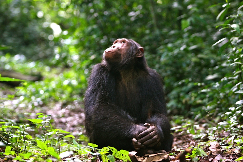 Chimpanzee looking into the Sky.