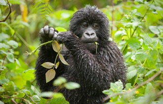 critically endangered mountain gorilla Uganda