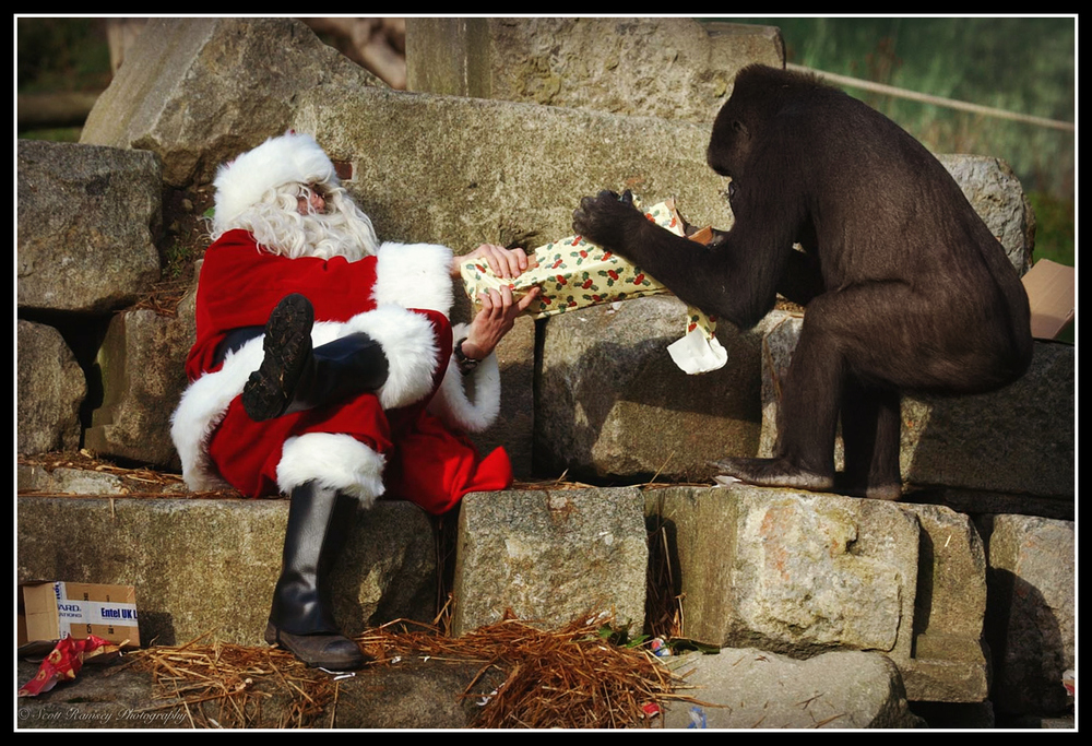 Father Christmas delivers Christmas presents to Emmie a 10 year old hand reared Western Lowland Gorilla at Port Lympne Wild Animal Park in Kent.