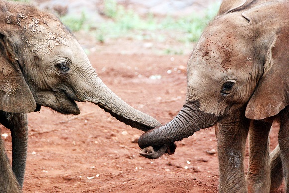 Volcanoes Safaris Valentine's Offer Elephant trunks entwined
