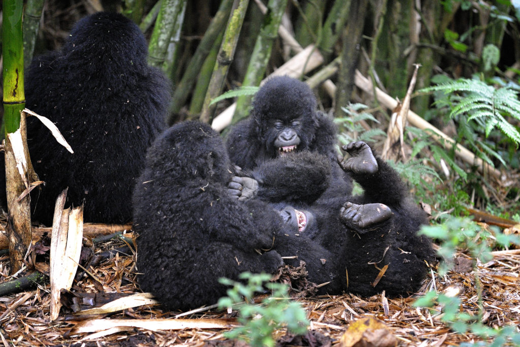 Just like human babies, mountain gorilla babies love playing!
